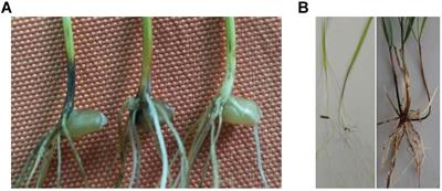 Characterization of the Wheat-Psathyrostachys huashania Keng 2Ns/2D Substitution Line H139: A Novel Germplasm With Enhanced Resistance to Wheat Take-All